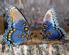 Схема вышивки «Бабочки»