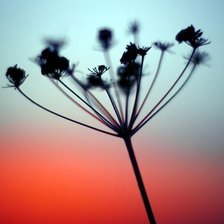 Схема вышивки «Растение на закате»