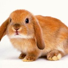 Схема вышивки «Очень милый кролик)»