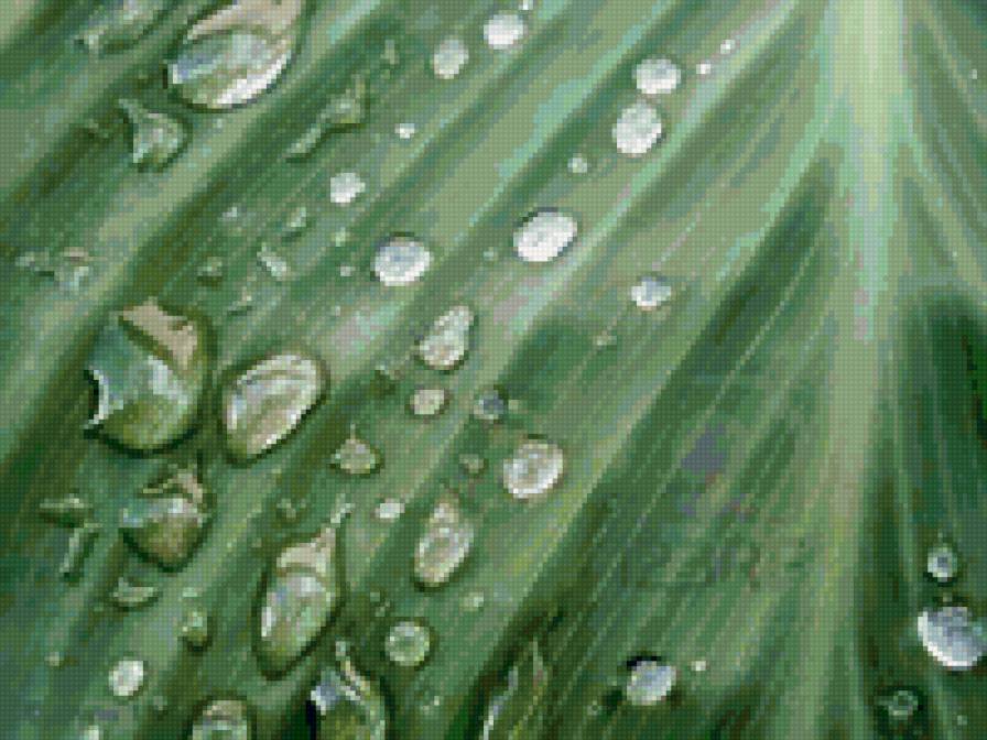 капли росы - роса, капли - предпросмотр