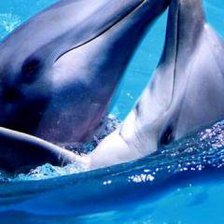 Схема вышивки «пара дельфинов»