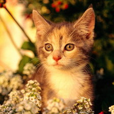 Схема вышивки «Очень яркий солнечный котёнок))»