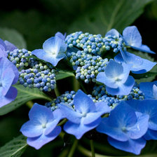 Схема вышивки «Ночная голубая гортензия»