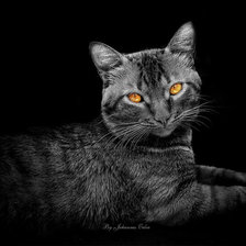 Схема вышивки «Ночной кот»