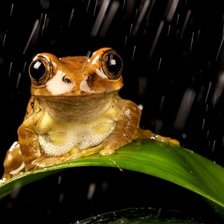 Схема вышивки «Лягушка под дождем»