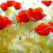 Схема вышивки «маки»