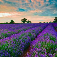 Схема вышивки «лаванда»