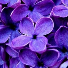 Схема вышивки «№98217»