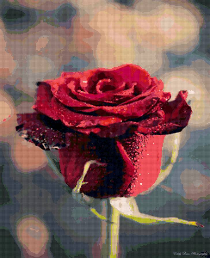 №98220 - цветы, розы, картина - предпросмотр