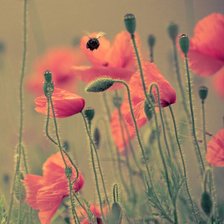 Схема вышивки «№98223»