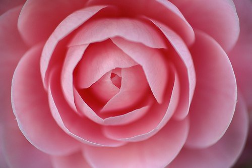 №98251 - картина, цветы, розы - оригинал