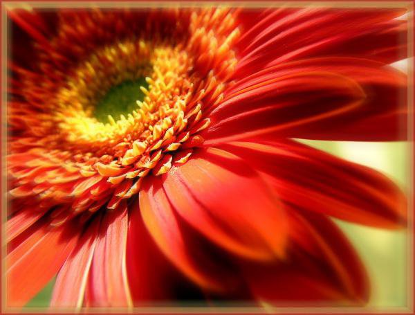 гербера - оригинал