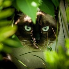 Схема вышивки «Сиамская кошка»