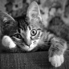 Схема вышивки «Ну что расскажешь?»