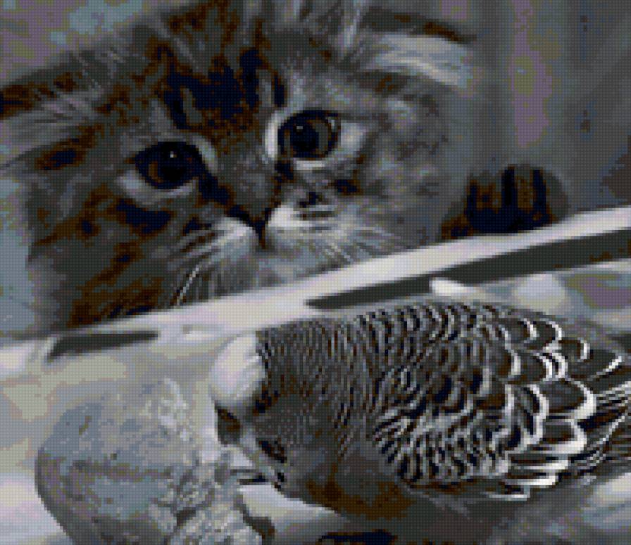 Завтрак завтракает - кот, черно-белое, птица, попугай, кошка, двое - предпросмотр