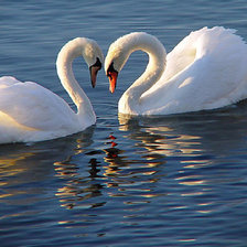 Пара белых лебедей