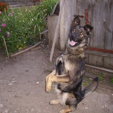 Схема вышивки «Бимка»