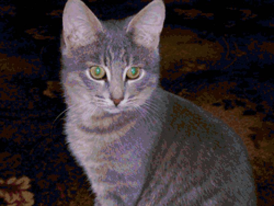 котик - животные, кошки, котенок - предпросмотр