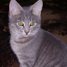 Схема вышивки «котик»