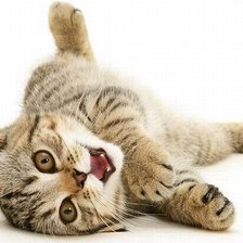 Схема вышивки «веселый котик»