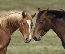 Схема вышивки «лошади»