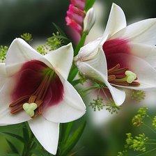 Схема вышивки «№98684»