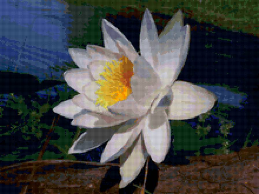 Кувшинка - цветы, природа - предпросмотр