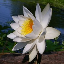 Схема вышивки «Кувшинка»