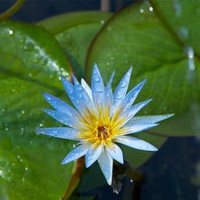 Схема вышивки «Голубой лотос»