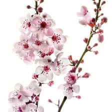 Схема вышивки «сакура»