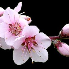 Схема вышивки «ветка сакуры»