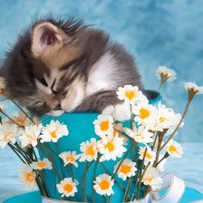 Схема вышивки «котя»