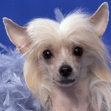 Схема вышивки «Красотка»