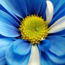 Схема вышивки «Голубая ромашка»