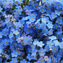 Незабудки dmc