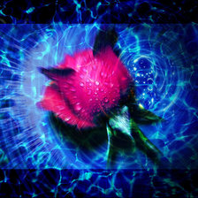 Схема вышивки «роза»