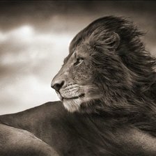 Схема вышивки «Лев»