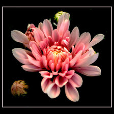 Схема вышивки «цветы»