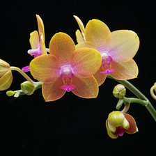 Схема вышивки «цветы»