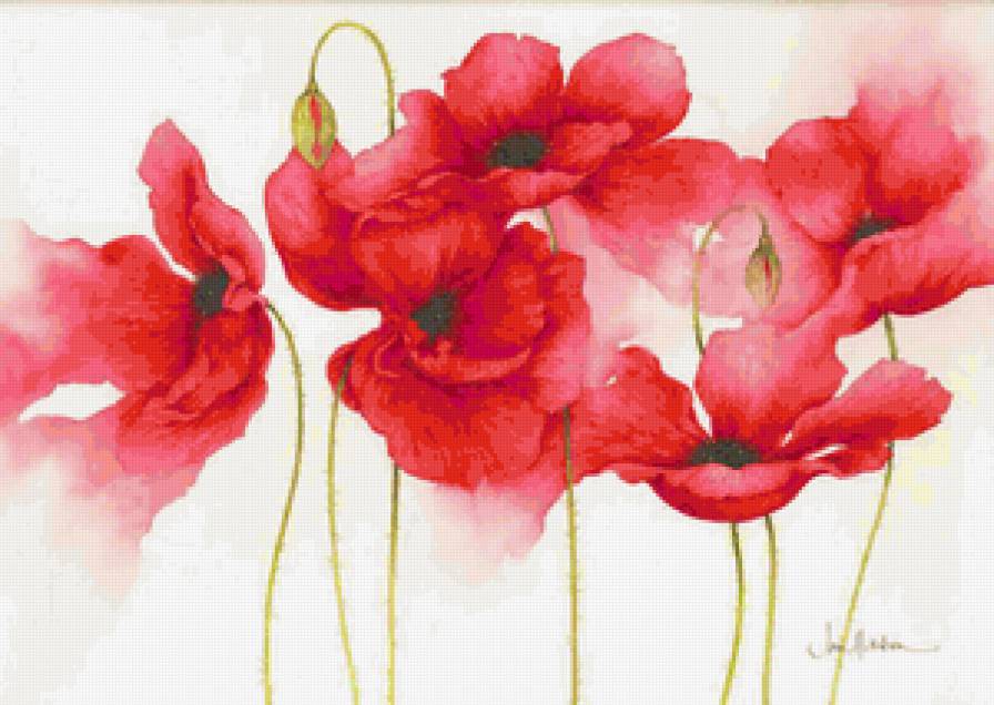 Серия "Букет" - цветы, маки, букет - предпросмотр