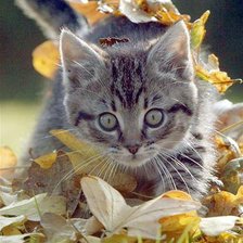 Схема вышивки «Котенок»