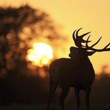 Схема вышивки «Олень на закате»