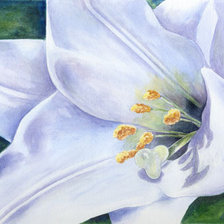 Схема вышивки «белая лилия»