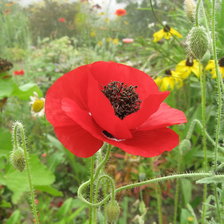 Схема вышивки «маки»