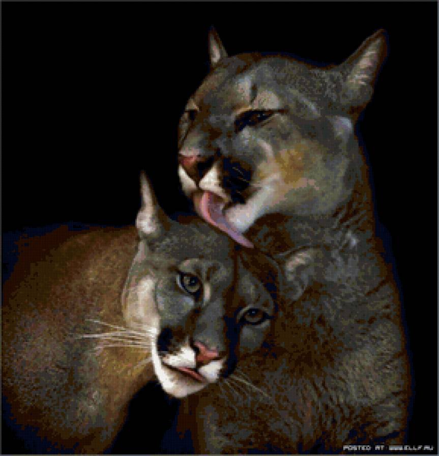 Пумы - кошки, пума, животные - предпросмотр