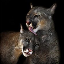 Схема вышивки «Пумы»