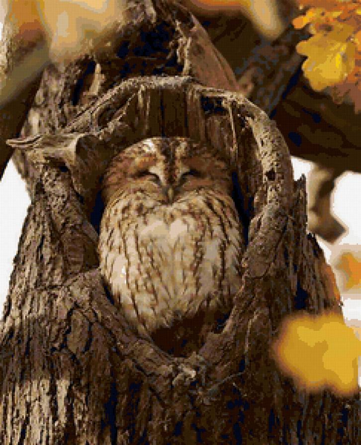 Сова в дупле - птицы, сова - предпросмотр