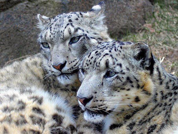 Леопарды - леопарды, кошки, животные - оригинал