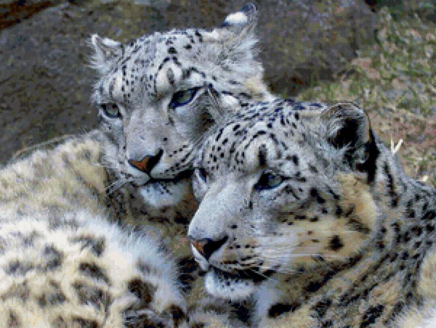 Леопарды - животные, кошки, леопарды - предпросмотр