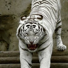Белый тигр
